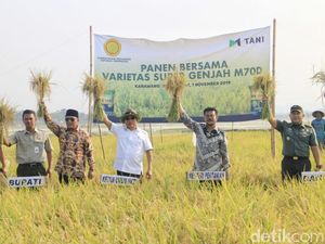 Moeldoko Pamer Bibit Padi M70D yang Bisa Panen 4 Kali Setahun