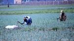 Petani Banting Setir Tanam Daun Bawang di Masa Pergantian Musim