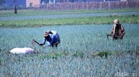 Seperti diketahui, daun bawang termasuk tanaman yang sedikit memerlukan air dengan masa tanam sampai panen sekitar enam minggu.
