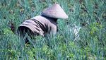 Petani Banting Setir Tanam Daun Bawang di Masa Pergantian Musim