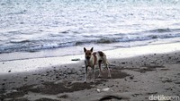 Minimnya pengawasan dari warga sekitar dan juga Pemkab setempat membuat sampah-sampah plastik merusak keindahan Pantai Batu Lamampu.