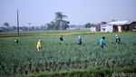 Petani Banting Setir Tanam Daun Bawang di Masa Pergantian Musim