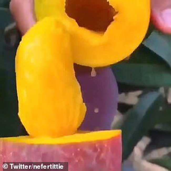 5 Fakta Mangga Irwin Ungu yang Cantik dan Kaya Manfaat 5 Fakta Mangga Irwin Ungu yang Cantik dan Kaya Manfaat