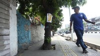 Sebelumnya pohon-pohon rindang di kawasan Cikini juga terkena dampak pembuatan trotoar.
