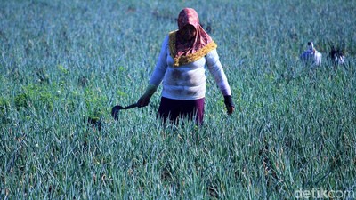 Petani Banting Setir Tanam Daun Bawang di Masa Pergantian Musim