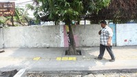 Bagaimana menurut Anda soal rencana pohon-pohon yang akan direvitalisasi?
