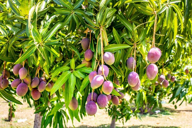 5 Fakta Mangga Irwin Ungu yang Cantik dan Kaya Manfaat