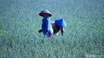 Petani Banting Setir Tanam Daun Bawang di Masa Pergantian Musim