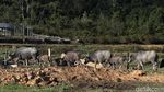 Potret Desa Tersembunyi di Pelosok Kalimantan