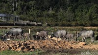 Panorama alam di desa ini tak kalah memesona dengan wilayah lain di perbatasan Indonesia-Malaysia. Di salah satu area nampak puluhan kerbau dilepas begitu saja mencari makan di hamparan rumput kawasan tersebut.