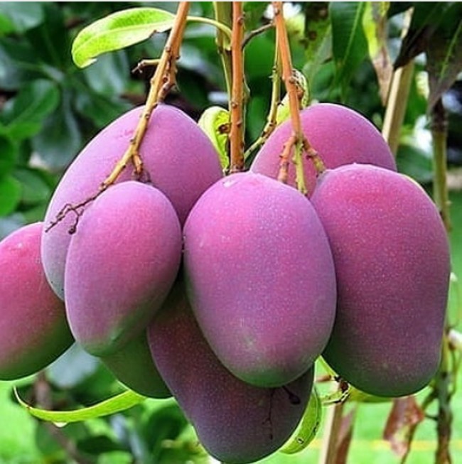 5 Fakta Mangga Irwin Ungu yang Cantik dan Kaya Manfaat 5 Fakta Mangga Irwin Ungu yang Cantik dan Kaya Manfaat
