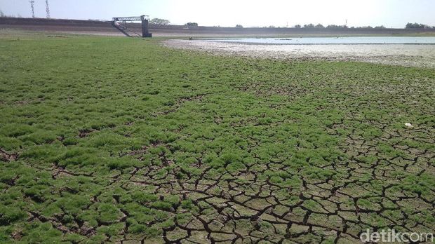 Kemarau Panjang, Waduk Setupatok Cirebon Alami Kekeringan Parah