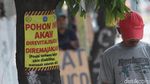 Pohon-pohon di Trotoar Kramat Bakal Senasib dengan yang di Cikini