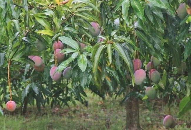 5 Fakta Mangga Irwin Ungu yang Cantik dan Kaya Manfaat