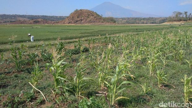 Kemarau Panjang, Waduk Setupatok Cirebon Alami Kekeringan Parah