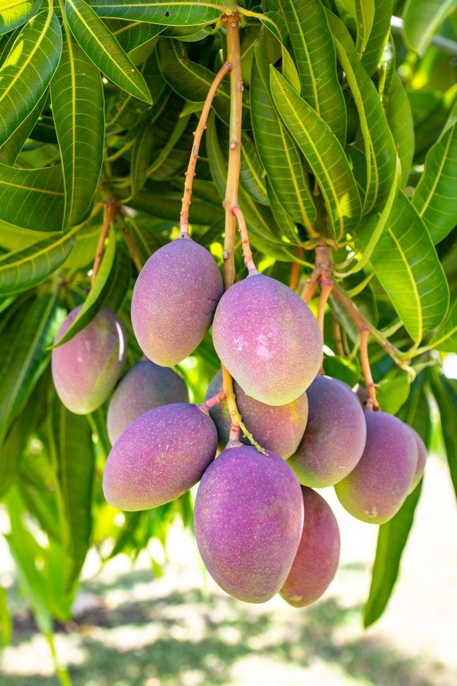 5 Fakta Mangga Irwin Ungu yang Cantik dan Kaya Manfaat