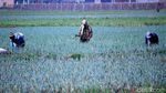 Petani Banting Setir Tanam Daun Bawang di Masa Pergantian Musim