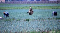 Daun bawang ini mereka tanam dikala memasuki pergantian musim dari kemarau ke hujan.
