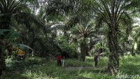 Beginilah kondisi dan suasana saat pengukuran patok batas kedua negara Indonesia-Malaysia.