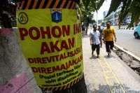 Usai Cikini, Tebang Pohon Akan Lanjut di Kramat Jakpus Demi Trotoar