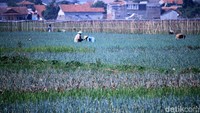 Para petani menjual daun bawang itu dengan harga Rp 8.000 per kilogram.