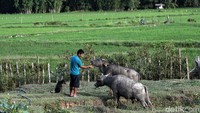 Seorang warga nampak sedang memberikan makan kepada hewan ternaknya di Desa Parupay, Krayan, Kabupaten Nunukan, Kalimantan Utara.