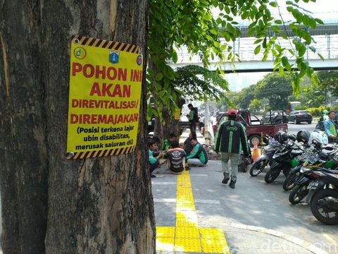 Tak cuma ditebang, pohon juga ada yang direvitalisasi atau diremajakan