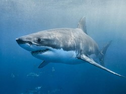 Laut Semakin Asam, Hiu Terancam Ompong