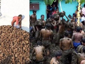 Bukan Tomat, Festival Ini Saling Lempar Kue dari Kotoran Sapi