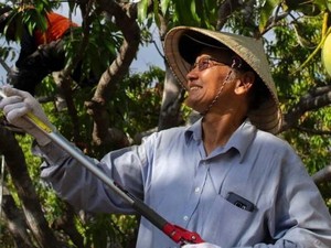 John Ho, Penyintas Perang Vietnam yang Kini Berkebun Mangga di Darwin