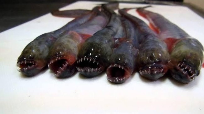 5 Fakta Warasubo, Ikan Alien yang Menyeramkan dari Jepang