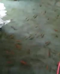 Seru! Resto di Jogja Ini Tawarkan Sensasi Makan dalam Kolam Ikan