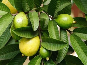 5 Daun Buah Ini Punya Segudang Manfaat dan Sudah Digunakan Sejak Dahulu