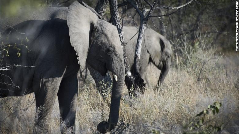 Tragis! Turis Australia Tewas Diserang Gajah Saat Berkemah Tragis! Turis Australia Tewas Diserang Gajah Saat Berkemah