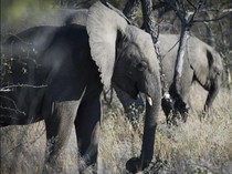 Tak Dengarkan Saran Petugas, Turis Mati Sia-sia di Kaki Gajah