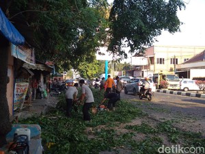Pohon Tumbang Timpa 2 Pengendara Motor di Cirebon