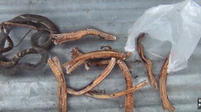 Ikut Tantangan dan Pola Makan Aneh, Orang-orang Ini Tewas Saat Makan