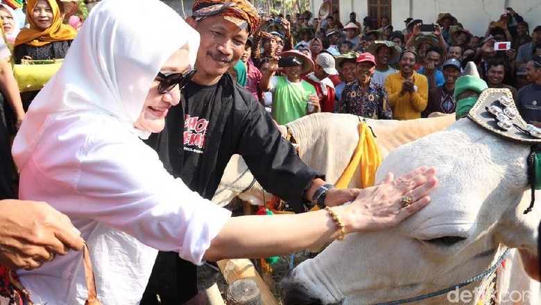 Bedholan Lembu, Tradisi Kirab Sapi di Bojonegoro Bedholan Lembu, Tradisi Kirab Sapi di Bojonegoro