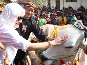 Bedholan Lembu, Tradisi Kirab Sapi di Bojonegoro