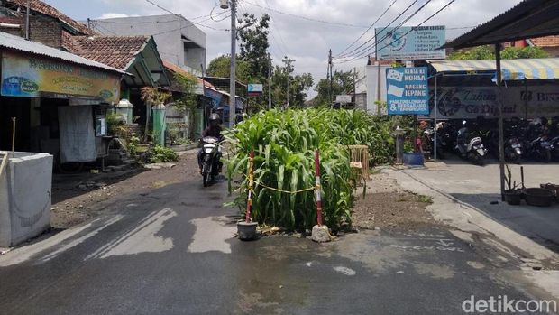 Kebun jafgung di tengah Jalan Babaran, Yogyakarta. 