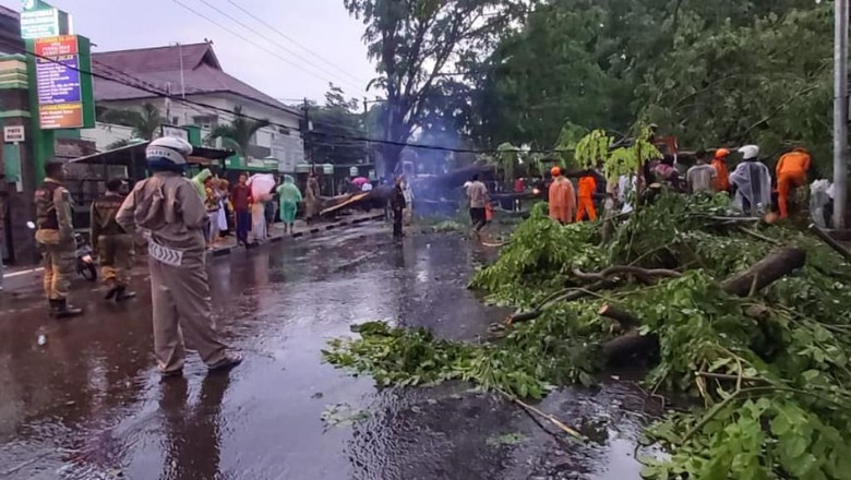 Pohon Tumbang di Cicalengka Bandung, Arus Lalu Lintas Dialihkan Pohon Tumbang di Cicalengka Bandung, Arus Lalu Lintas Dialihkan