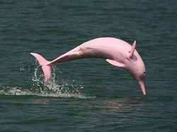 Bukan Editan, Foto Hewan Warna-warni Unik Ini Asli