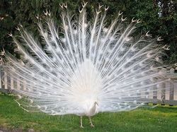 Bukan Editan, Foto Hewan Warna-warni Unik Ini Asli