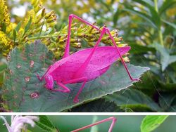 Bukan Editan, Foto Hewan Warna-warni Unik Ini Asli