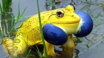 Katak banteng India. Foto: via Bored Panda