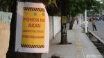 Tak Cuma Trotoar, Pohon di Ibu Kota Juga Akan Direvitalisasi