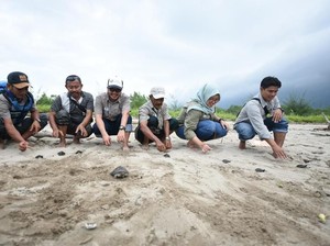 Pelestarian Tuntong Laut Bangkitkan Pariwisata Aceh Tamiang