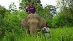 Gajah dan Perempuan di Balik Terangnya Aceh