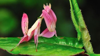 Mantis anggrek merah muda. Foto: via Bored Panda. 