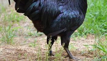 Ayam Cemani hitam. Foto: via Bored Panda